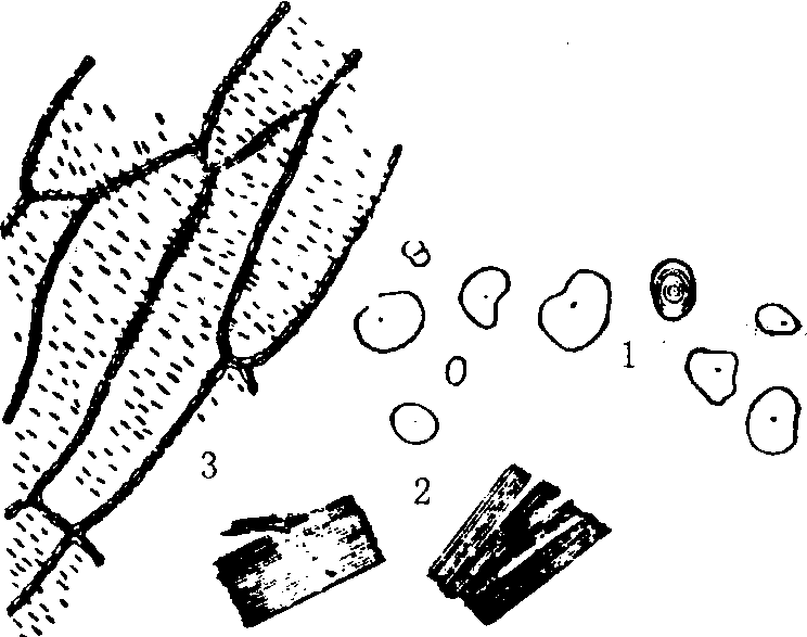 白术草酸钙针晶手绘图图片