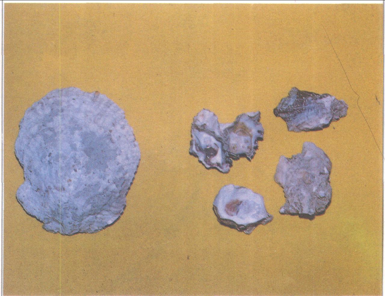 密鱗牡蠣