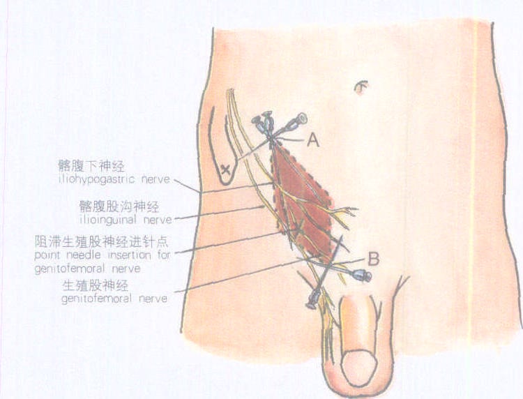 第三节 区域阻滞