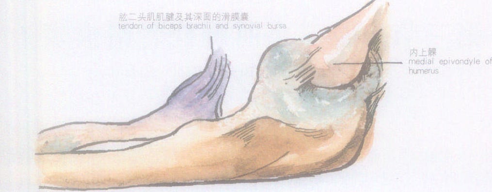 第三節(jié) 肱二頭肌腱橈骨滑囊炎