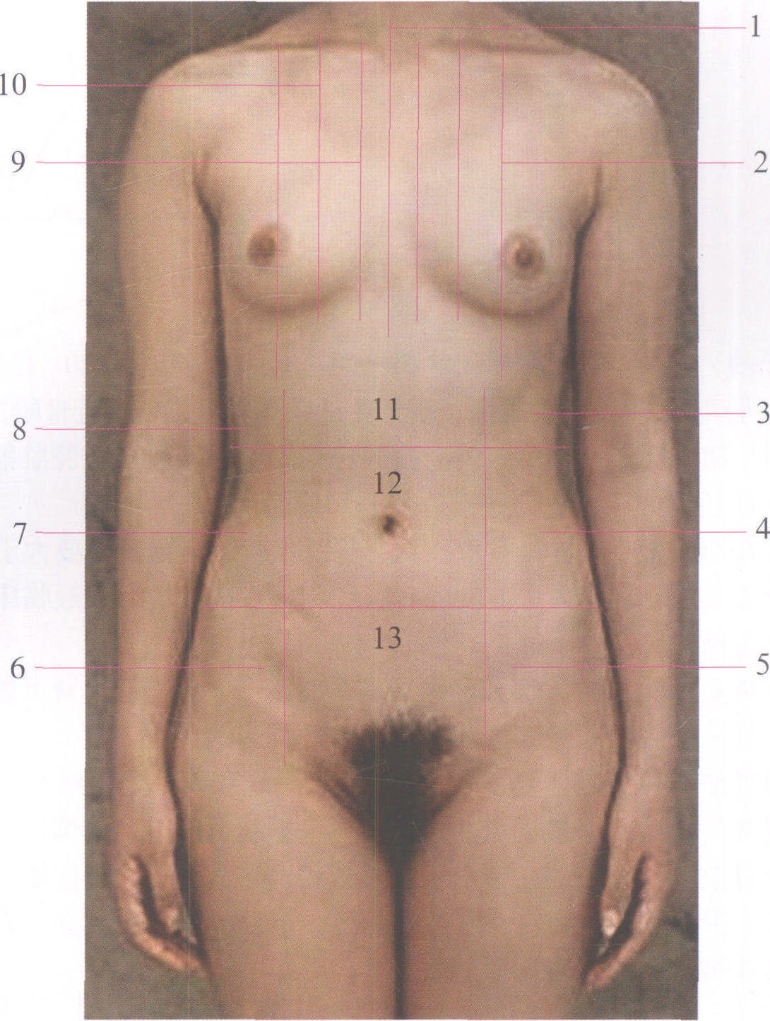 图1-1 胸部标志线和腹部分区