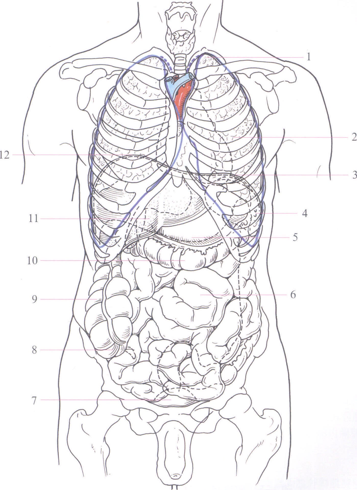 图1-4 胸腹部主要器官的体表投影(前面观)