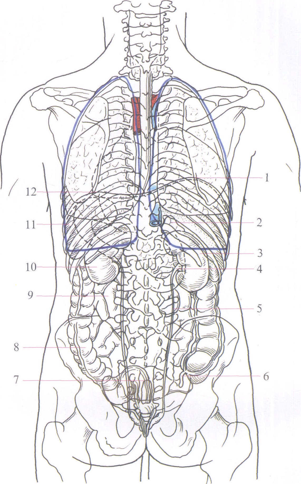 图1-5 胸腹部主要器官的体表投影(后面观)