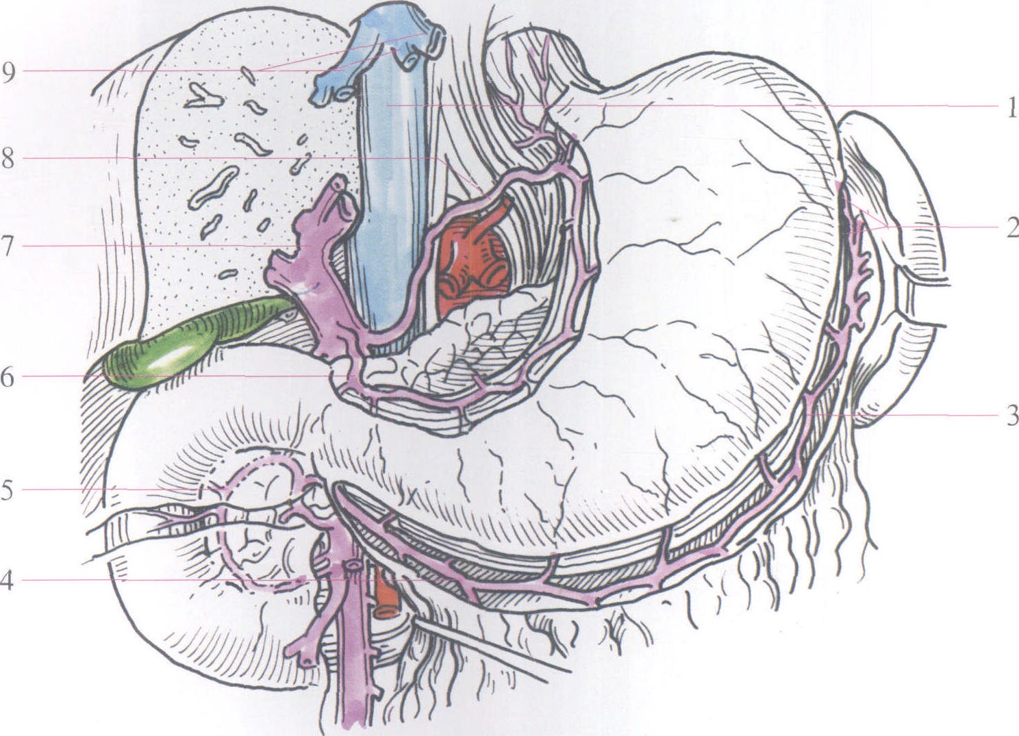 胃左静脉解剖图图片
