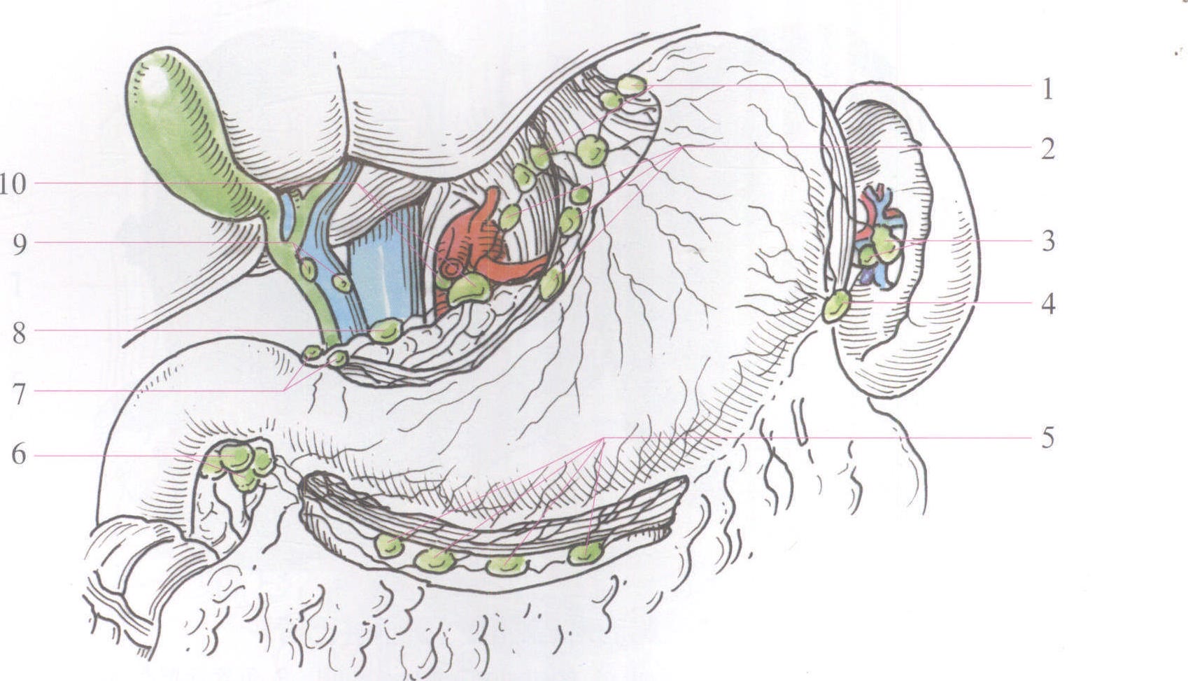男性人胃肌解剖3图 库存例证. 插画 包括有 臀部, 行走, 启用, 组织, 内部, 循环, 预示的, 脖子 - 282937376