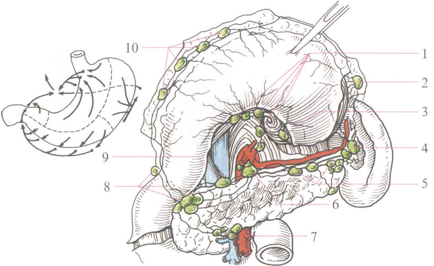 1胃左淋巴结leftgastriclymphnodes2胃网膜左淋巴结leftgastroomental