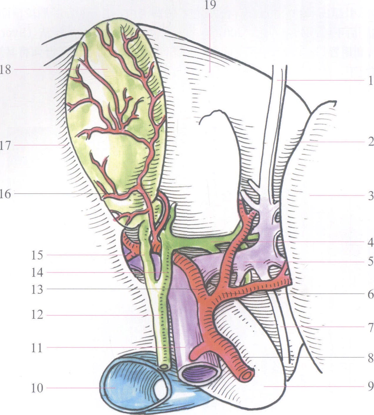 第一肝门结构图片
