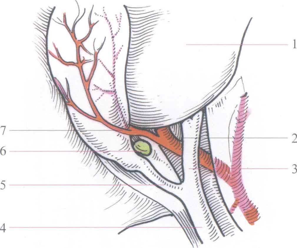 胆囊解剖图手绘图片