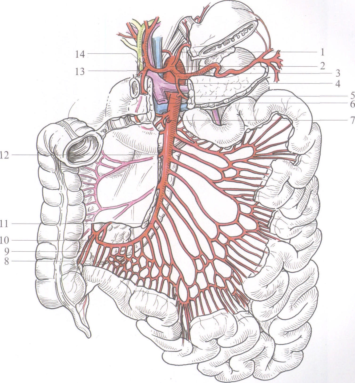 图12-8 肠系膜上动脉(1)