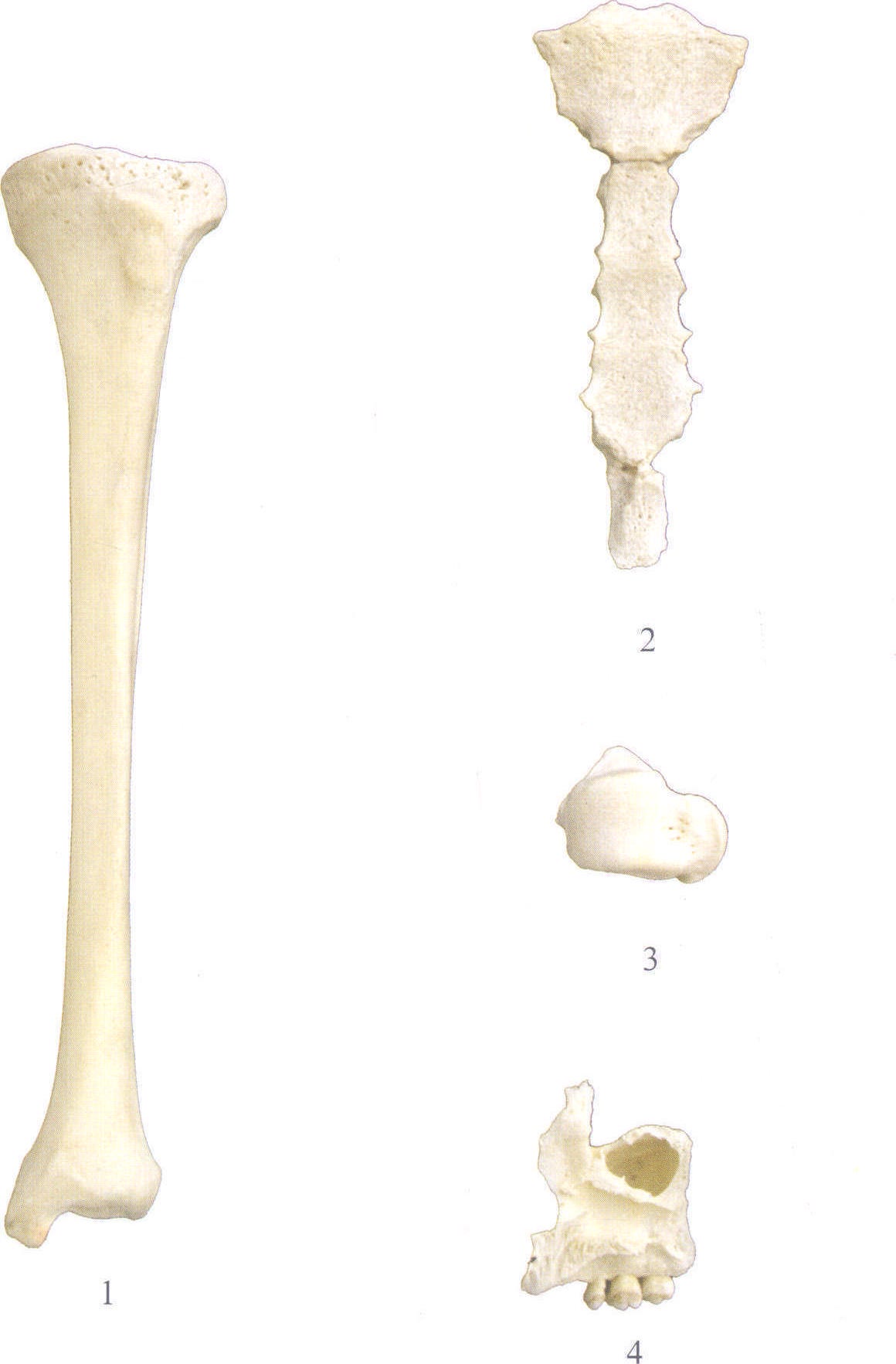 图1-2 骨的分类