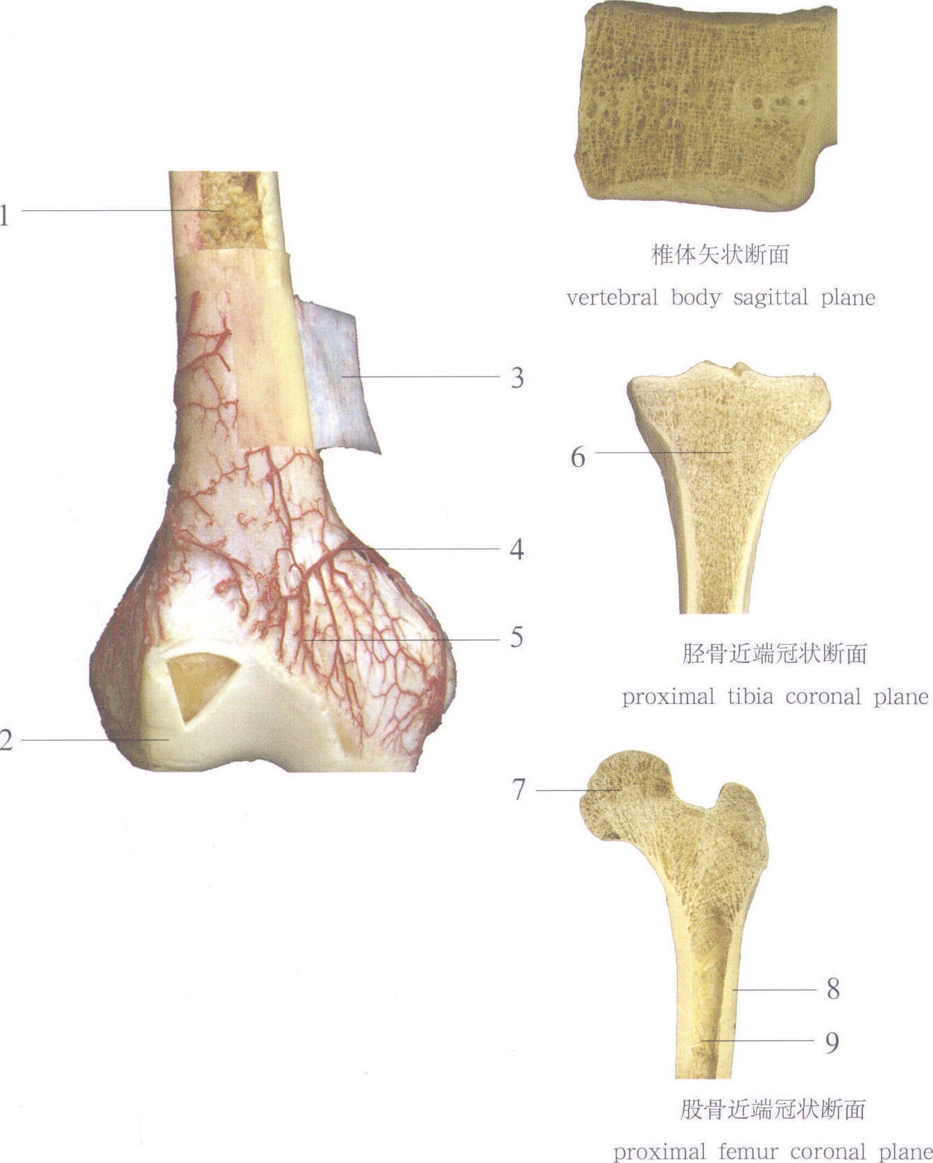 图1-3 骨的形态构造