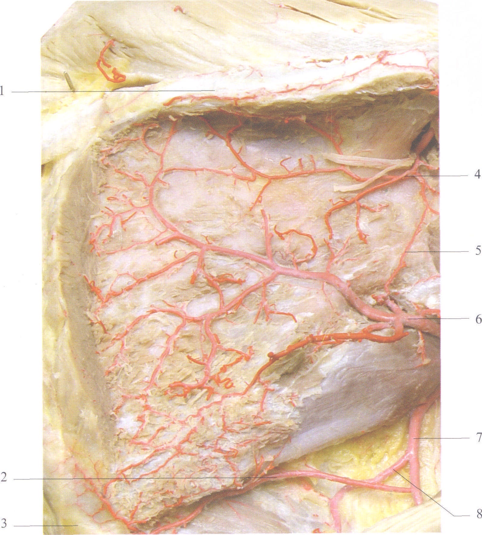 图1-7 扁骨的血管分布(肩胛骨)(1)