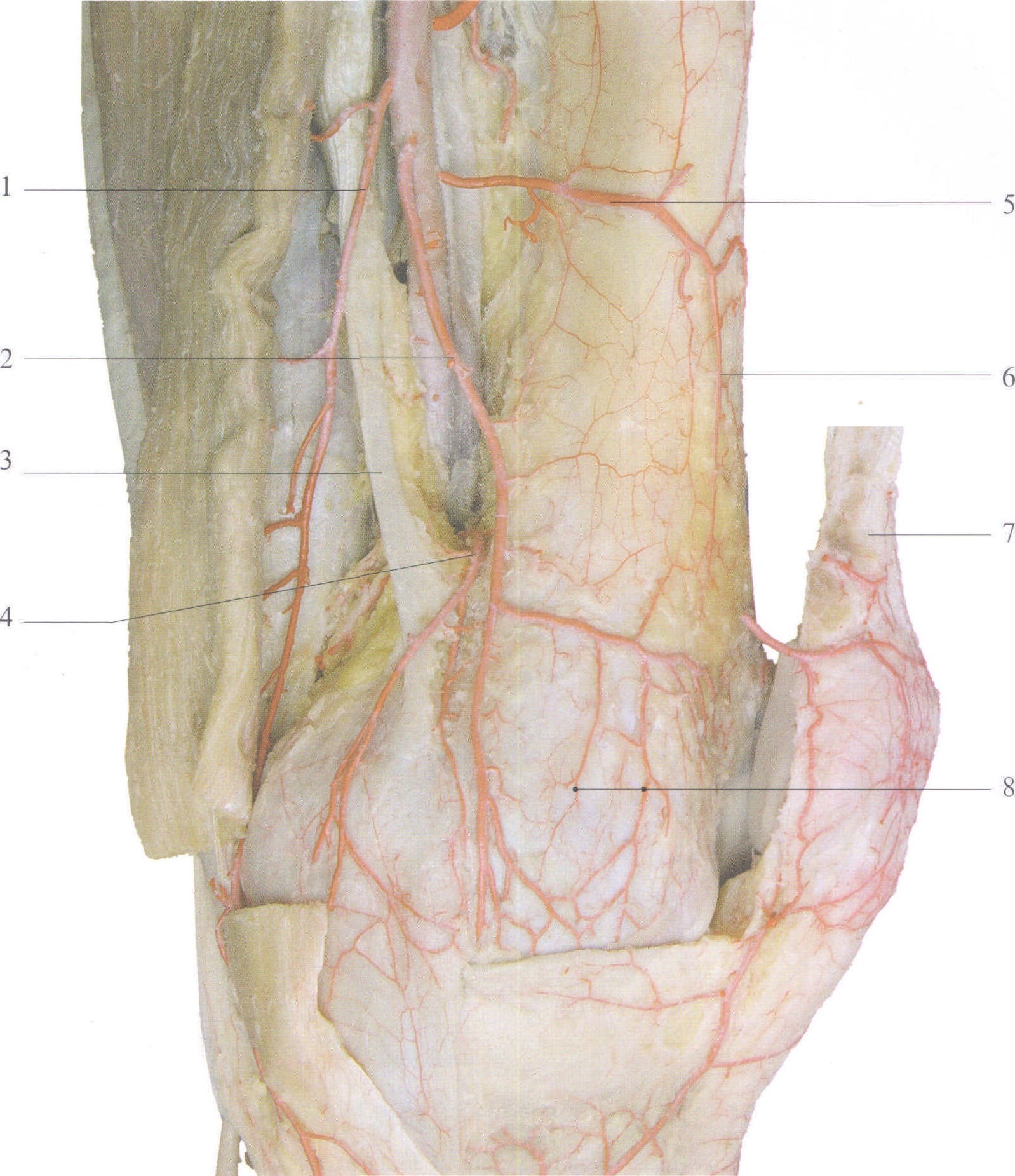 图1-11 骨膜的血管分布(股骨下端)(3)