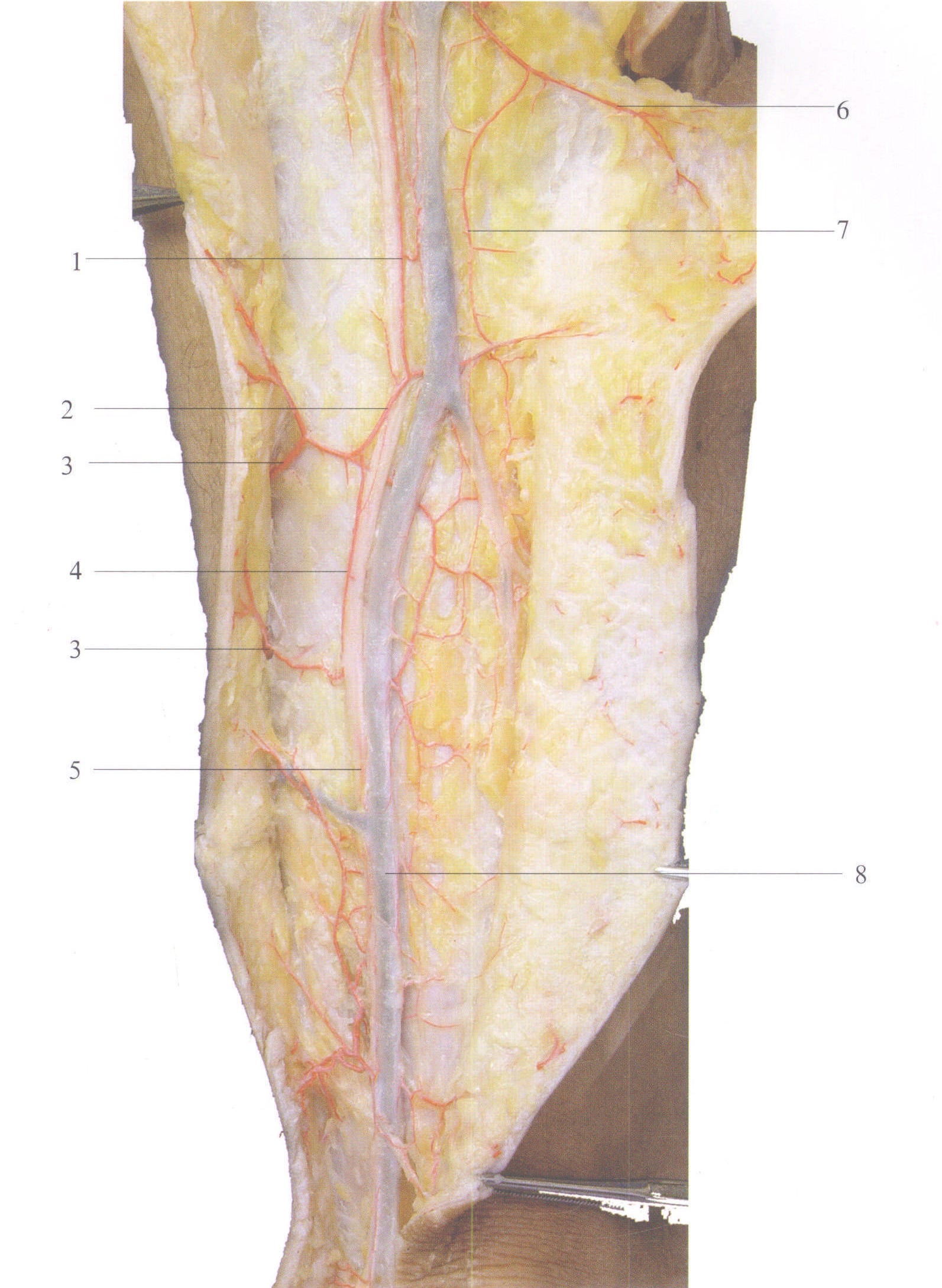 图1-19 皮神经、浅静脉的血管分布(1)