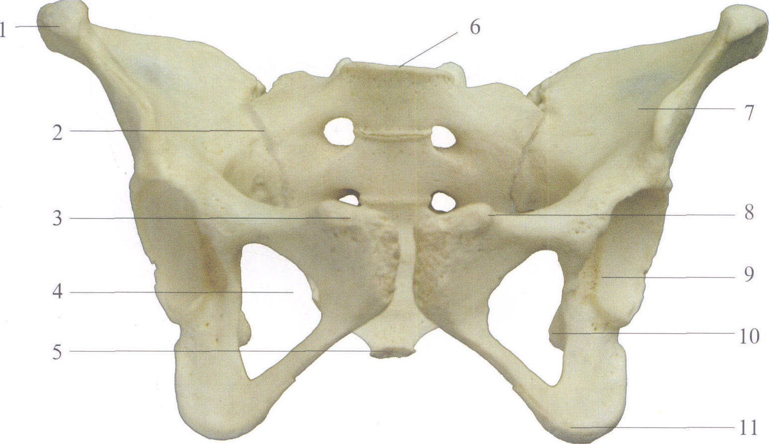 Medical illustration of human pelvic bone anatomy — symphysis, three ...