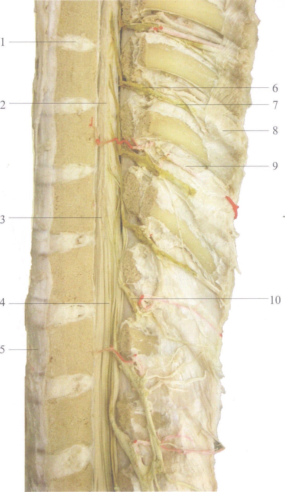 图2-227 腰骶段脊髓和脊神经
