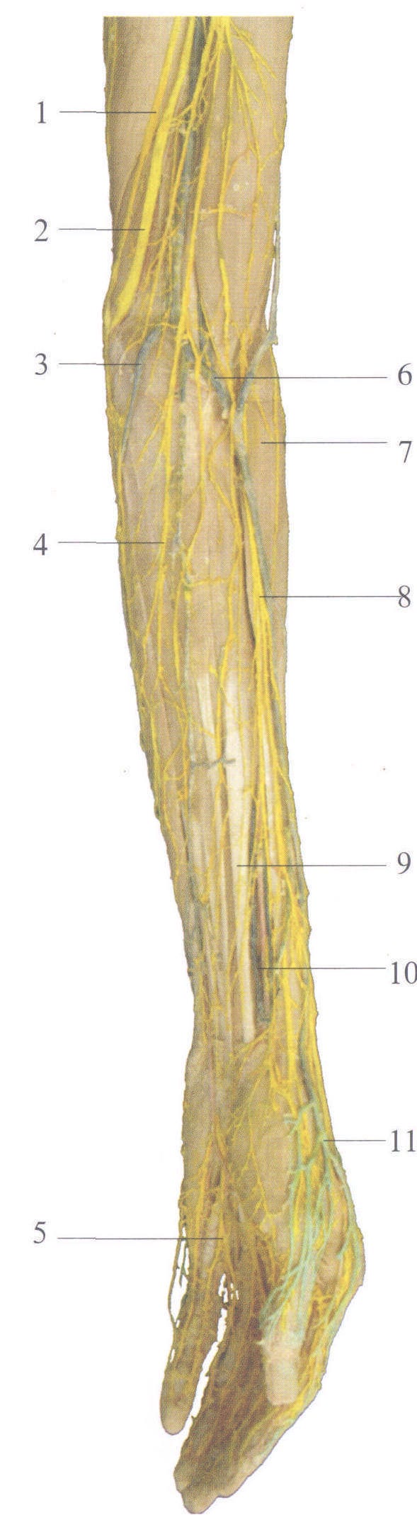 图3-7 上肢的皮神经和浅静脉(前面观)