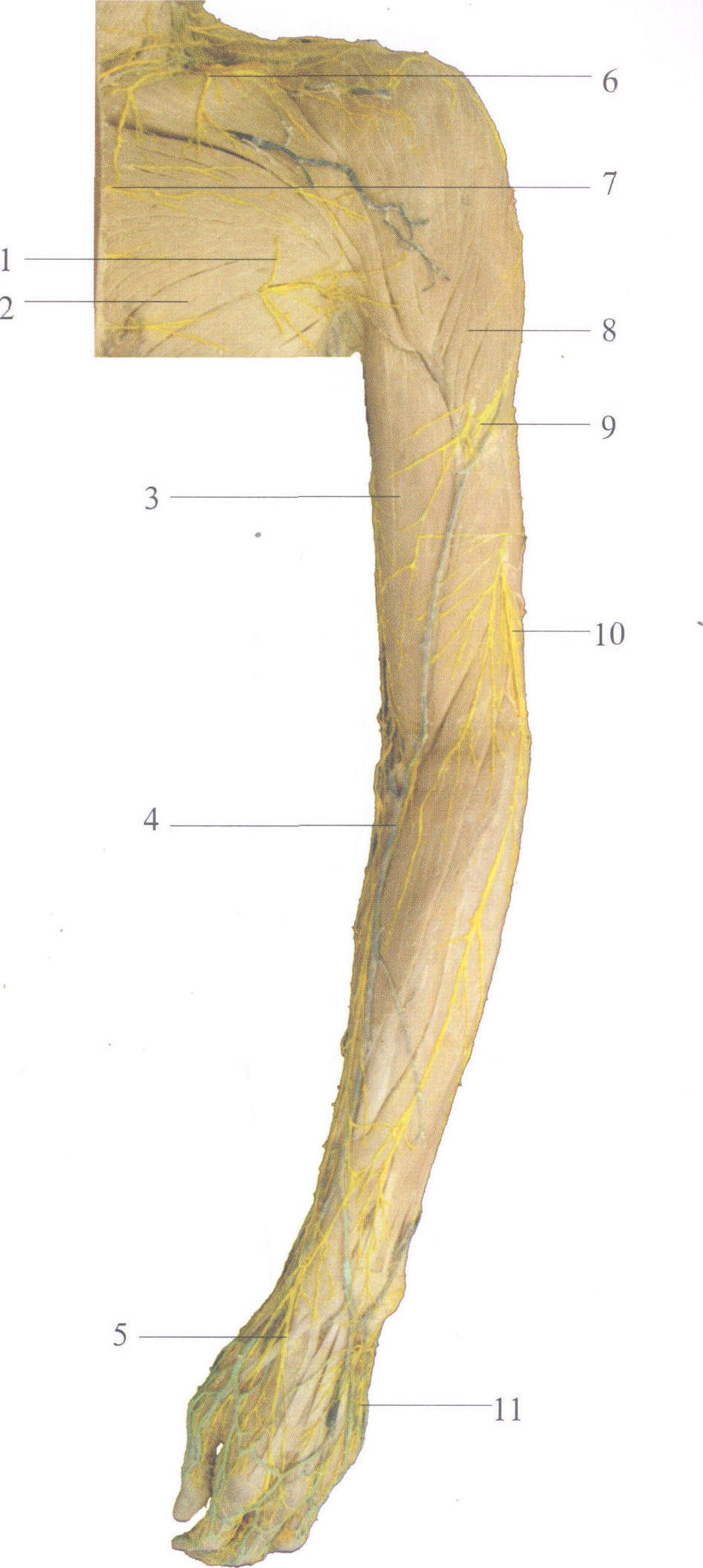 图3-8 上肢皮神经和肌肉(前面观)