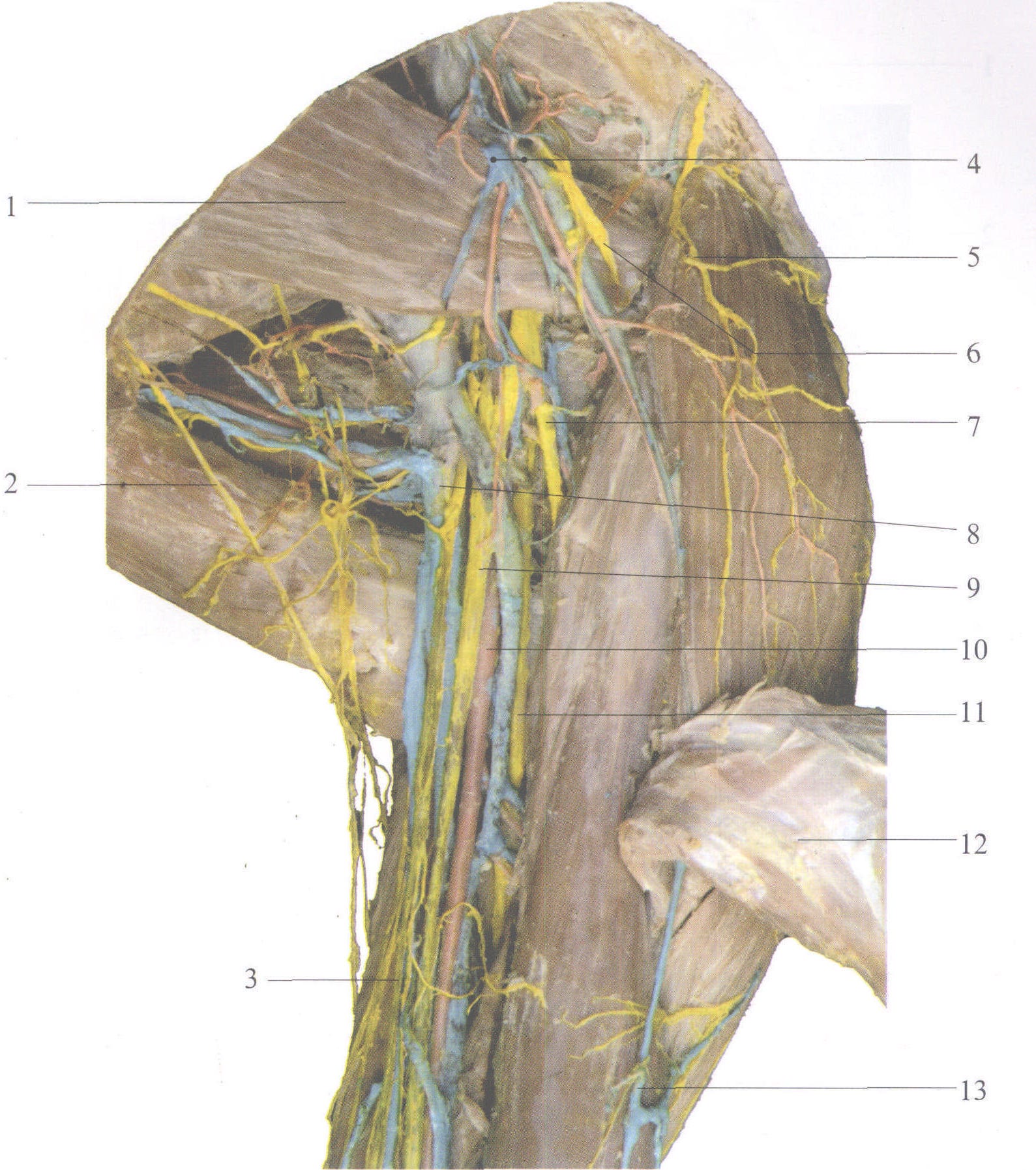 axillary artery图片