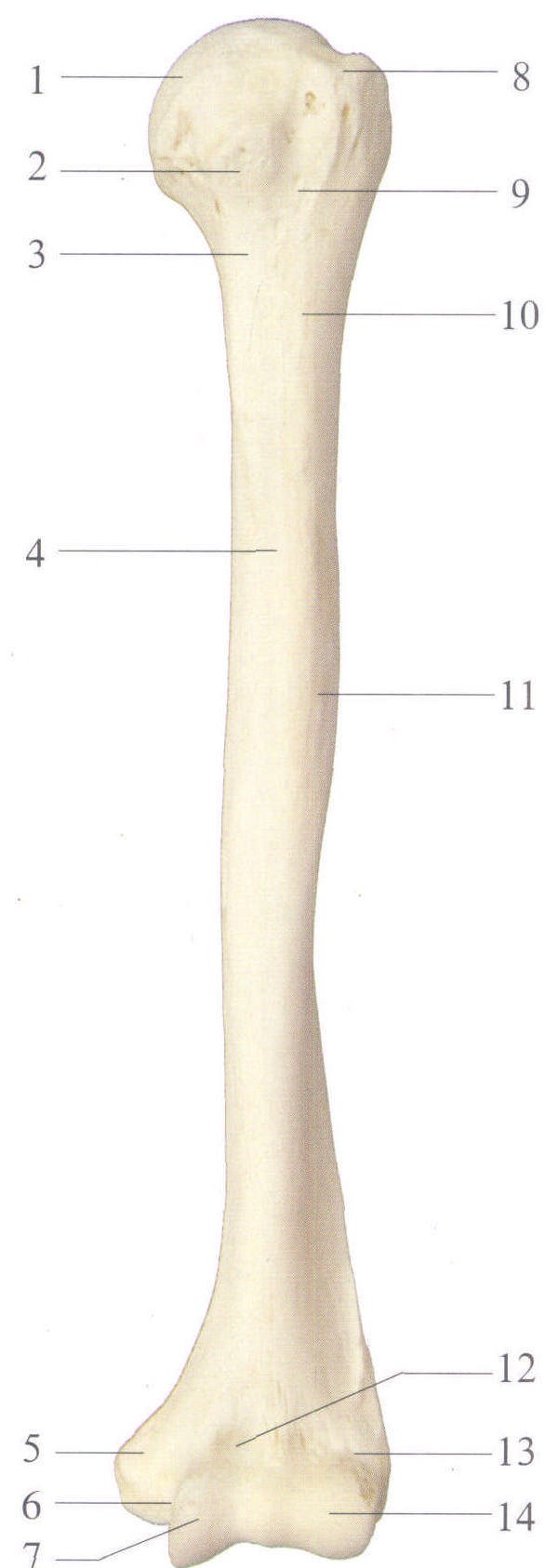 肱骨正面观图片