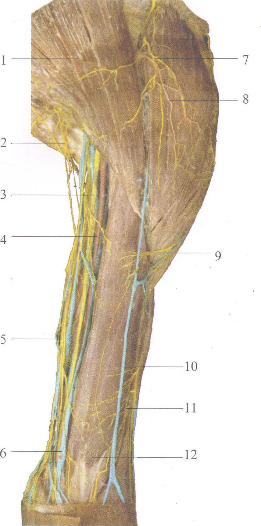 图3-54 臂前部的血管和神经(1)