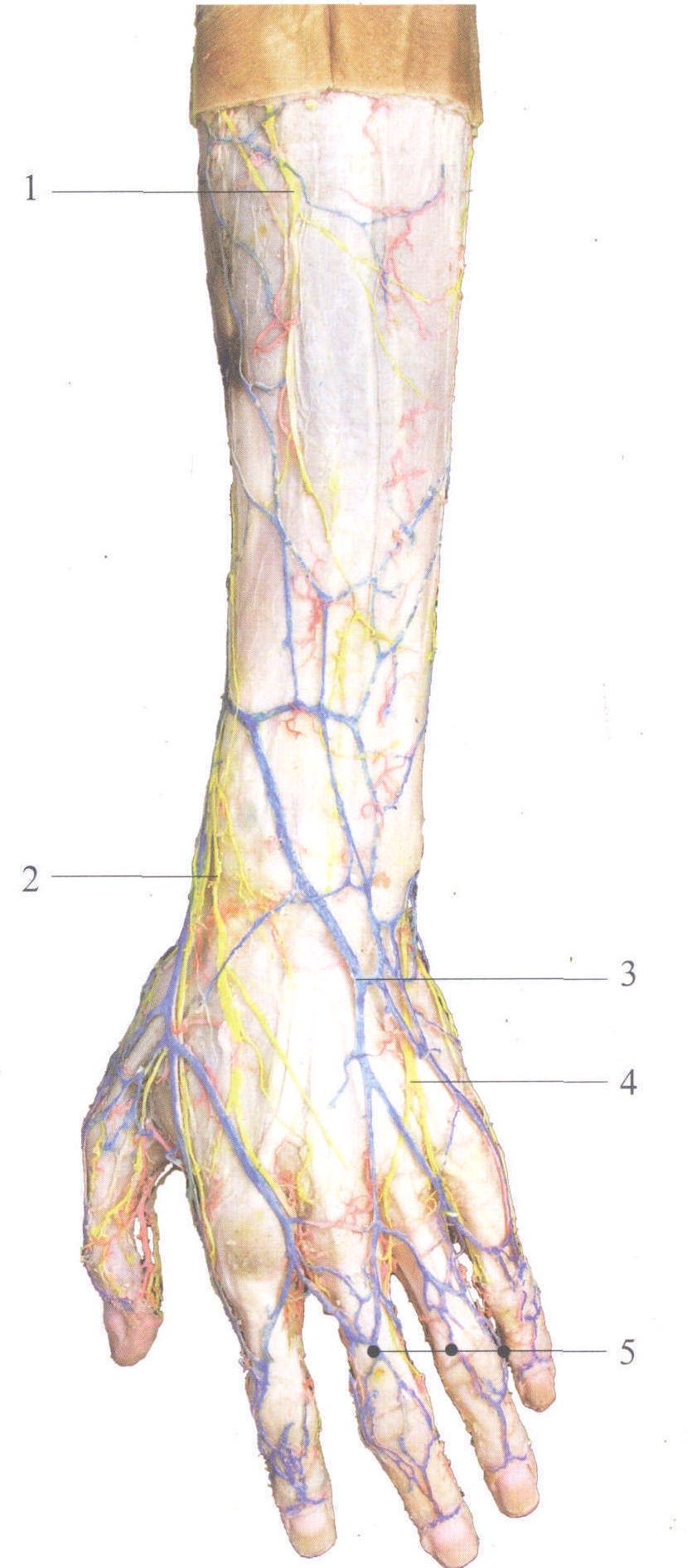 图3-109 前臂后区和手背的浅静脉、皮神经
