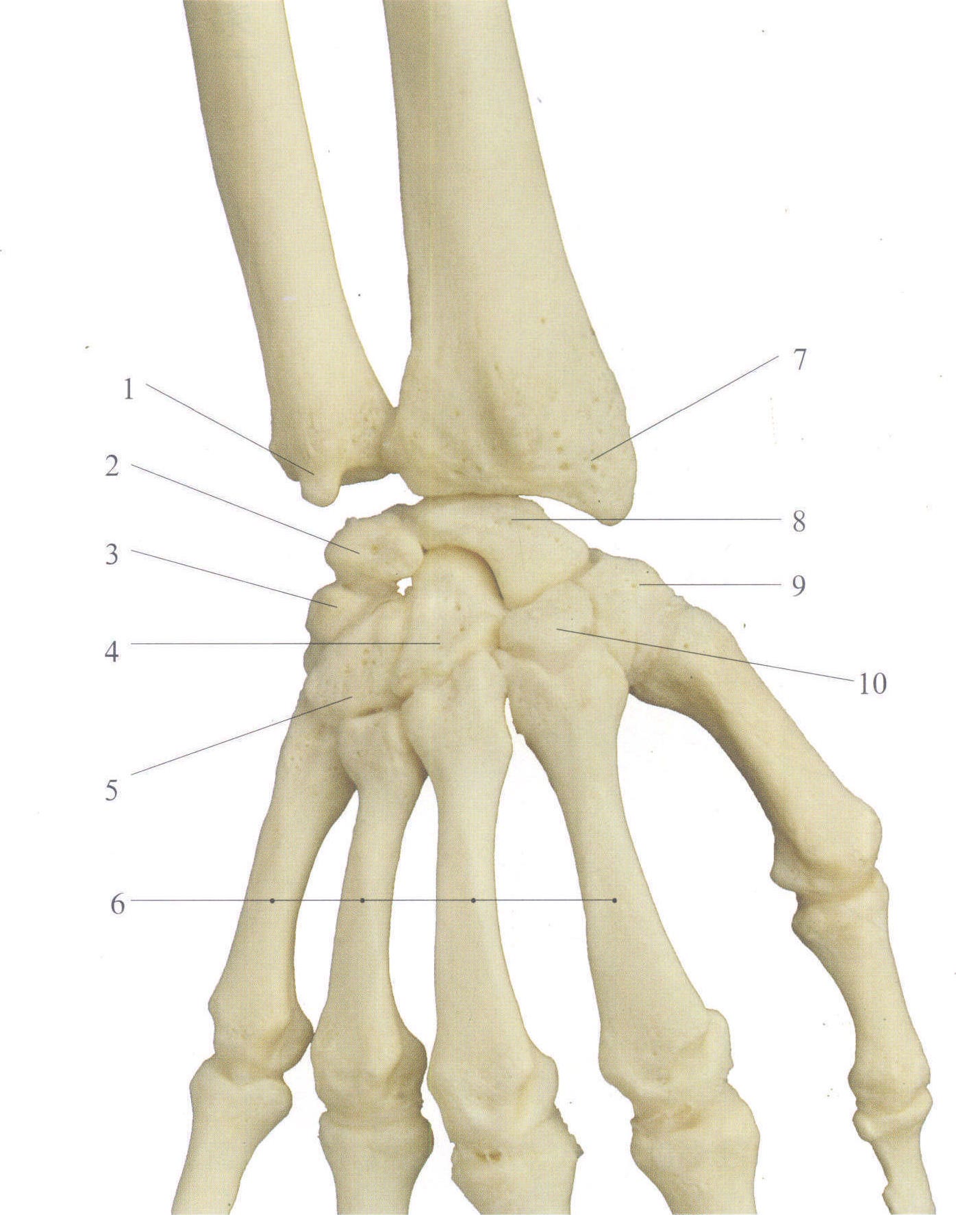 图3-117 尺桡骨下端、腕骨和掌骨(后面观)