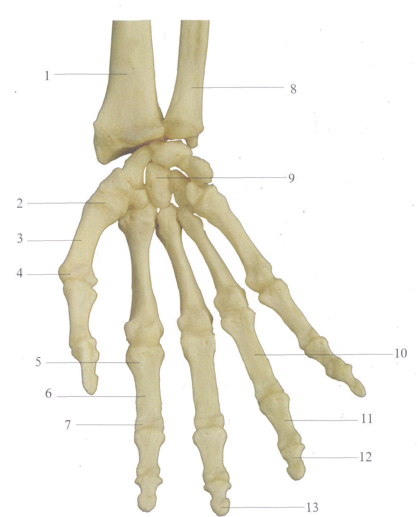手背骨骼解剖图图片
