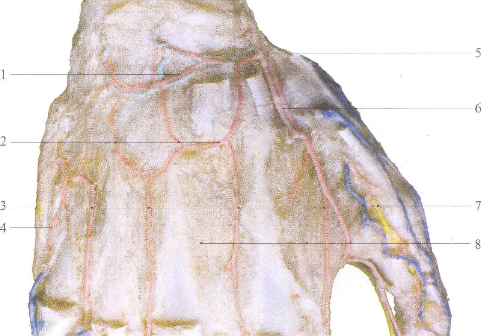 第一掌背动脉皮瓣解剖图片