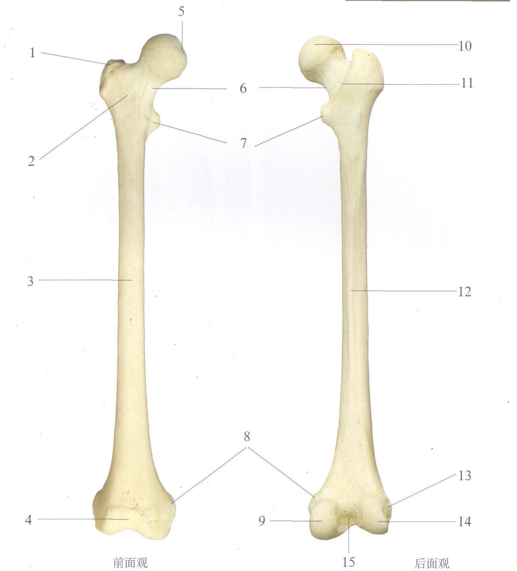 股骨剖面图图片