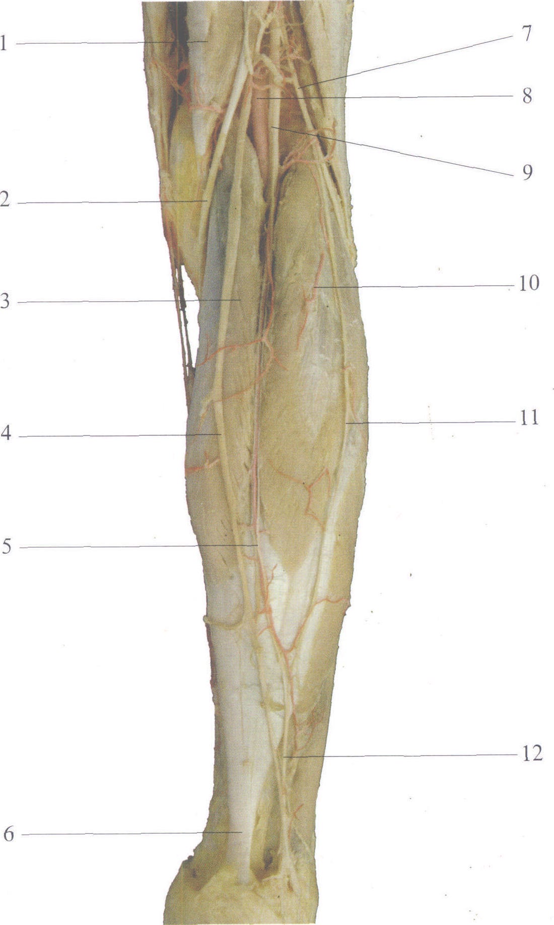 图4-115 小腿后部浅血管、皮神经(1)