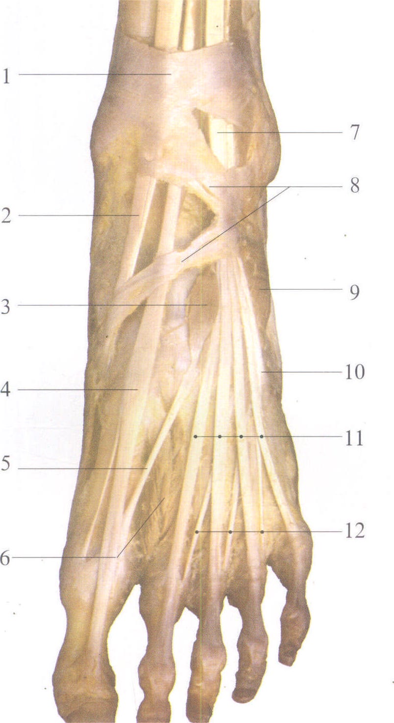 足拇短伸肌腱图片