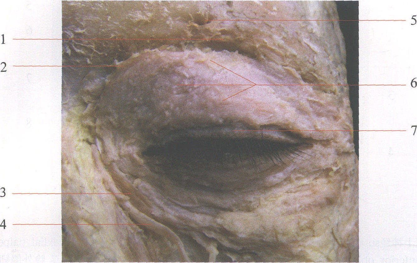图1—7 眼睑皮下组织层