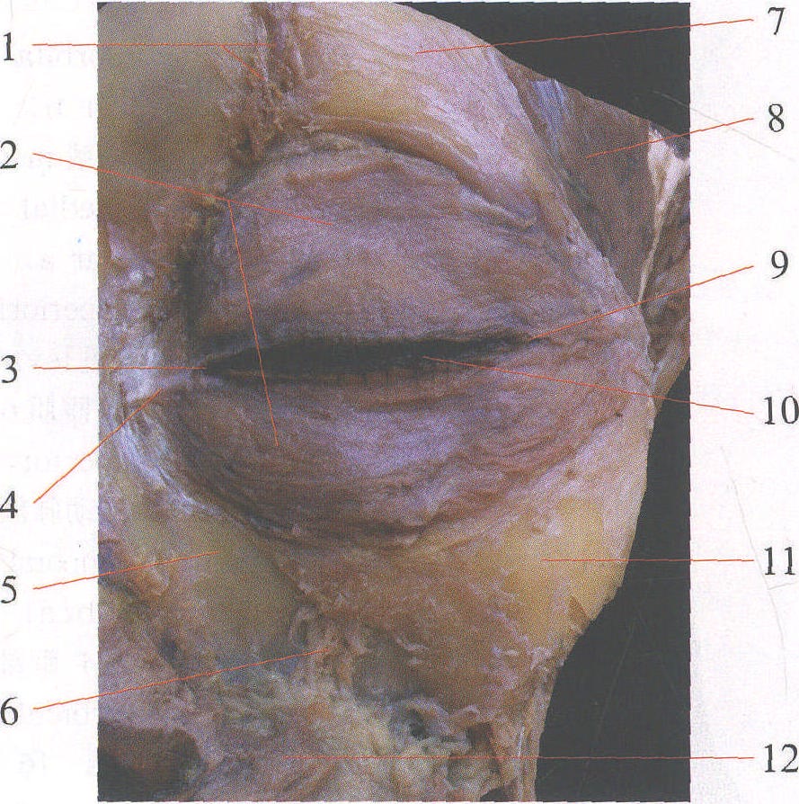 图1—8 眼睑的层次结构、眼轮匝肌层