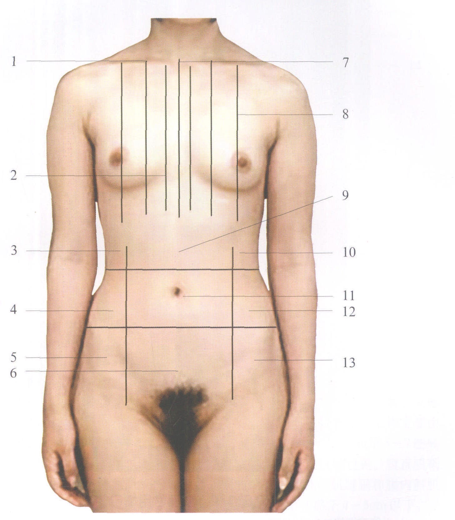 图1-1 女性胸腹部标志线(腹侧)
