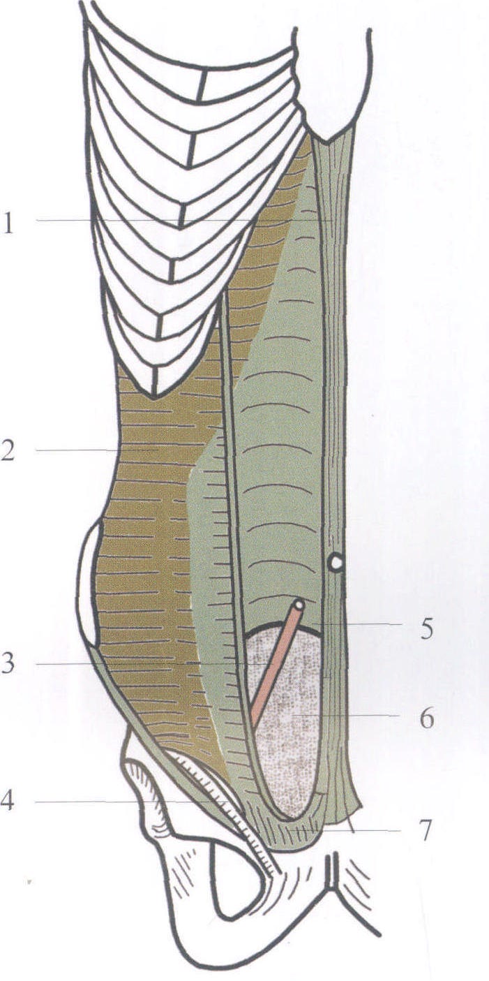 图1-5 腹壁的层次(示意图)