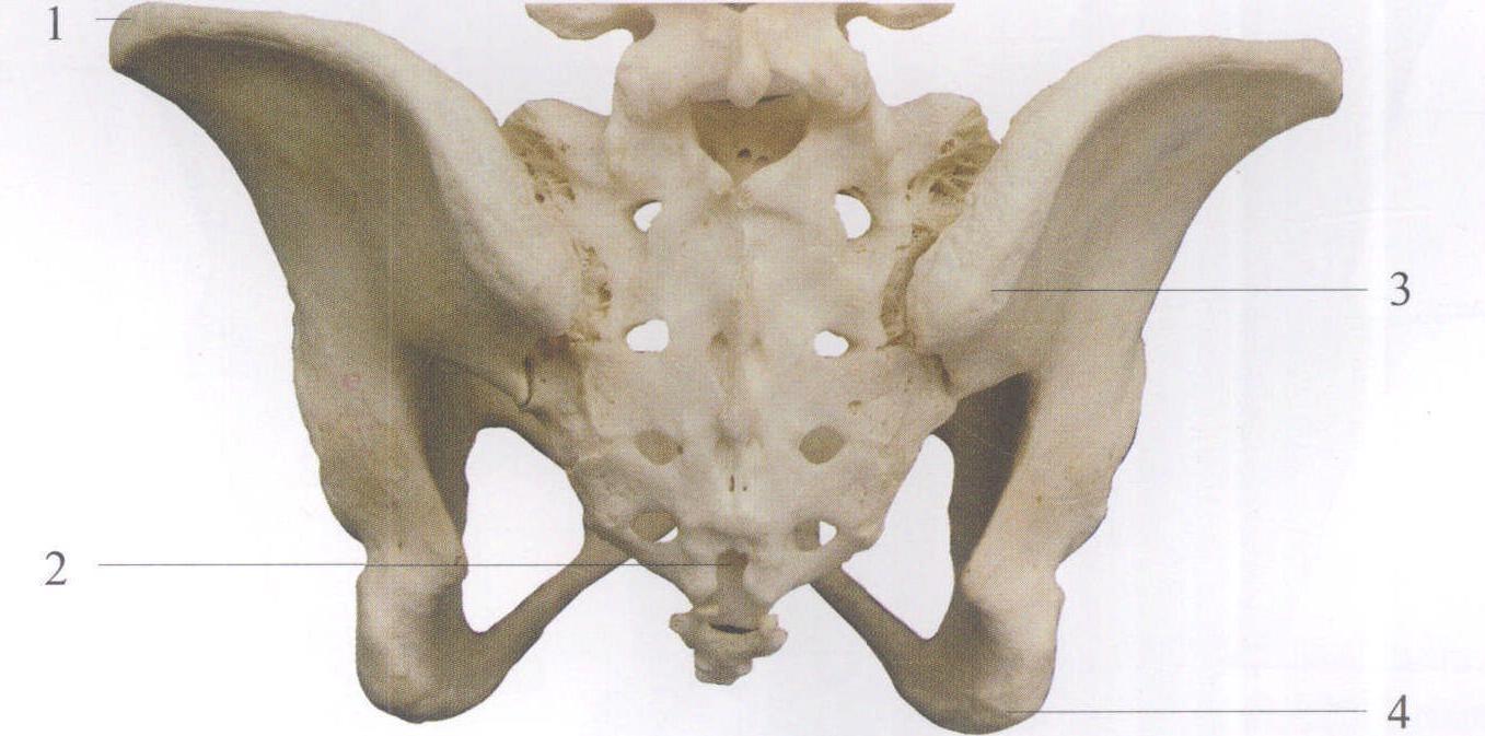 髂嵴iliaccrest2骶管裂孔sacralhiatus3髂后上棘posteriorsuperior