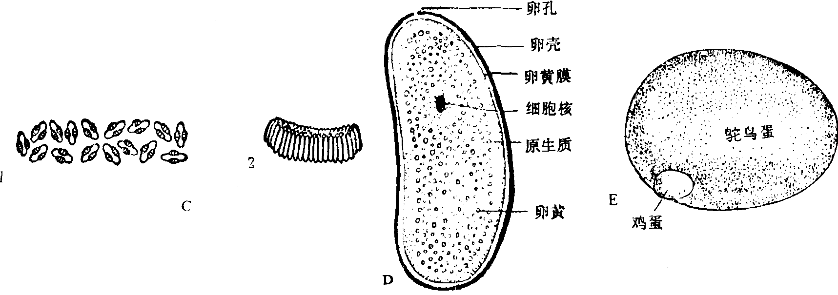 卵