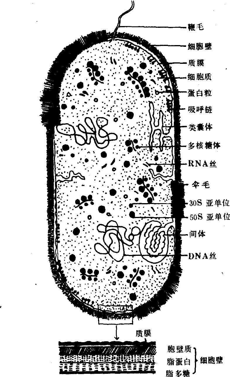 原核细胞基因结构图片