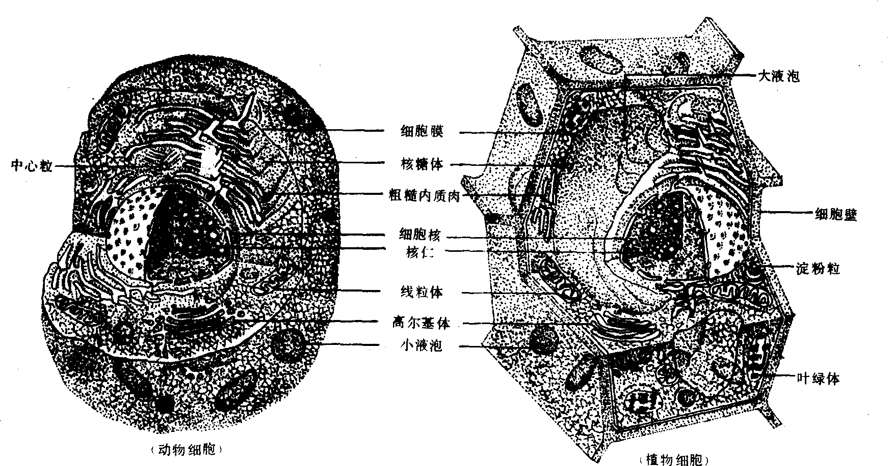 真核细胞