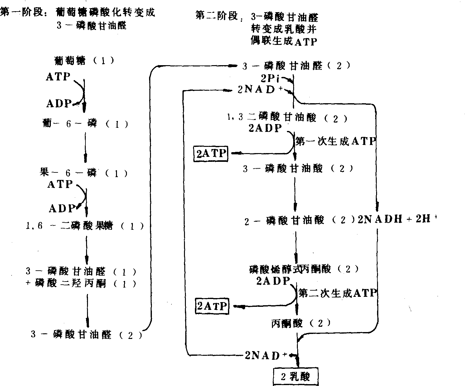 糖酵解