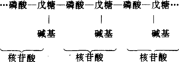 碱基序列