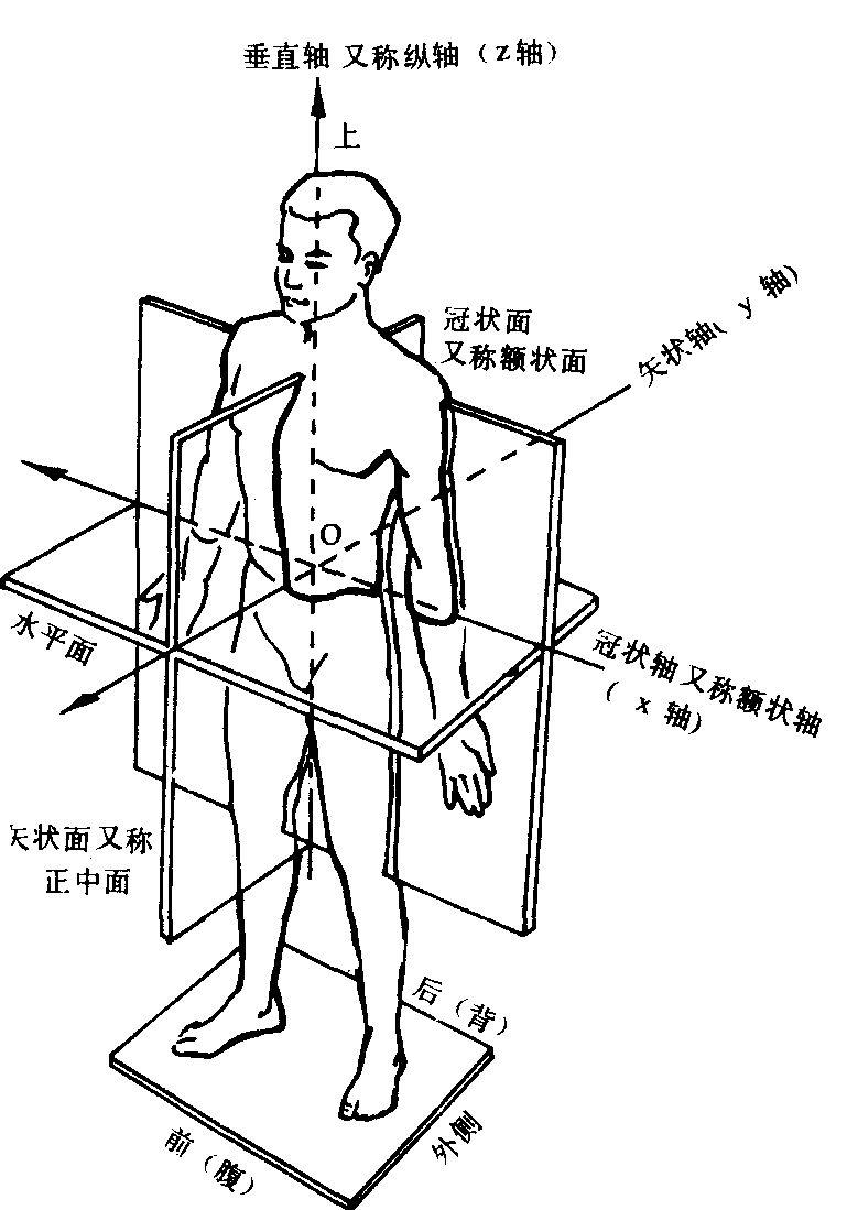 人体基本面