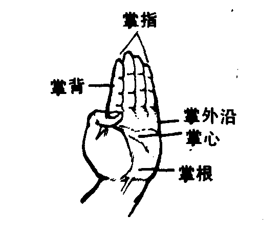 柳叶掌