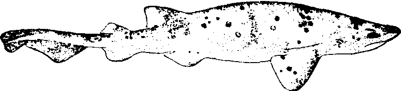 阴影绒毛鲨