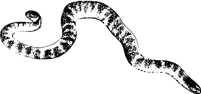 平颏海蛇(棘海蛇,刺海蛇)