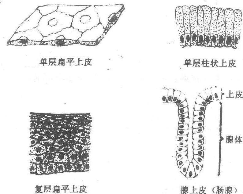 上皮组织