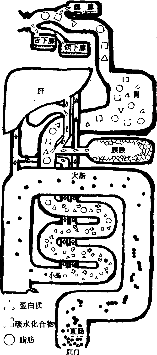 消化系统