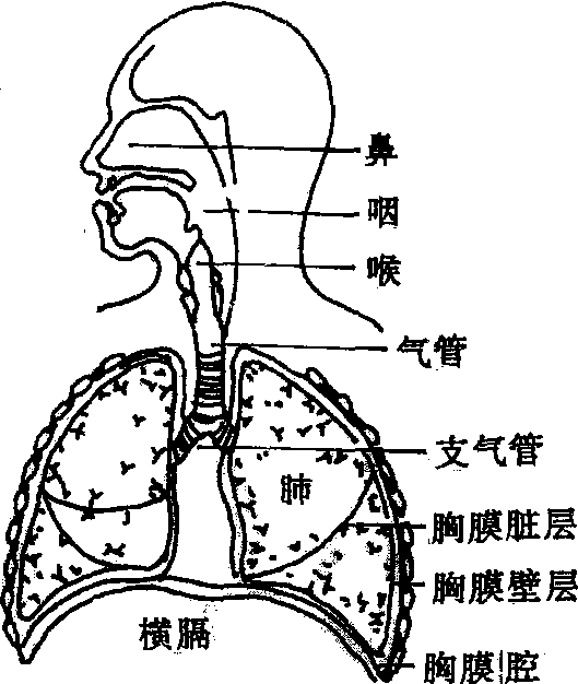 呼吸系统