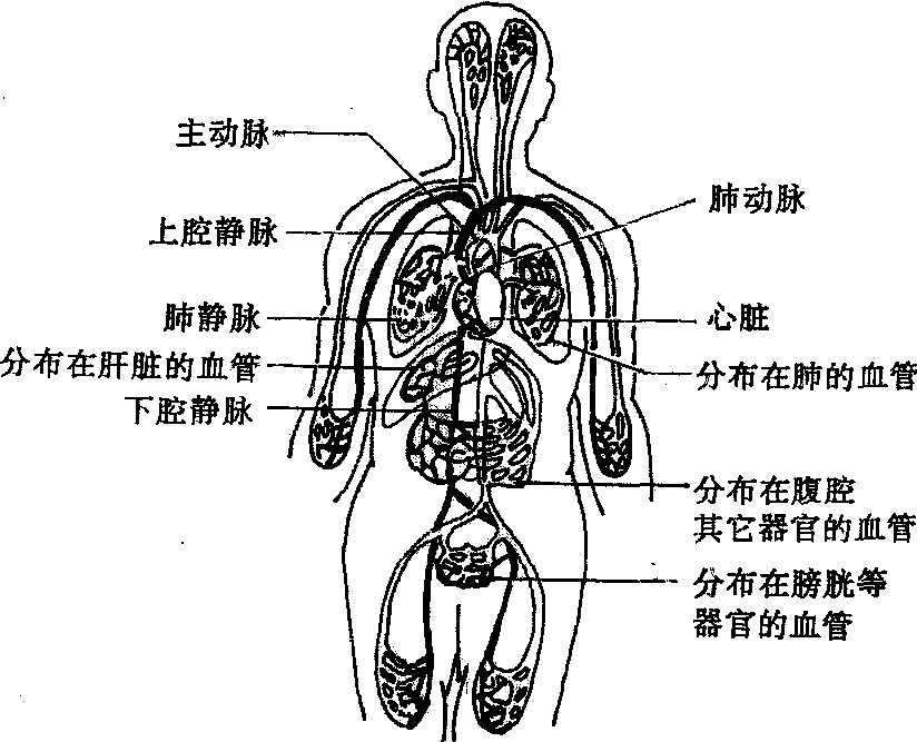 循环系统